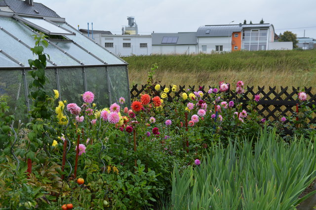 Ein wahres Blütenmeer verzaubert die Sinne, wenn man im Garten der Familie verweilt.
