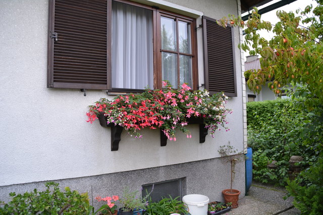 Ein wahres Blütenmeer verzaubert die Sinne, wenn man im Garten der Familie verweilt.