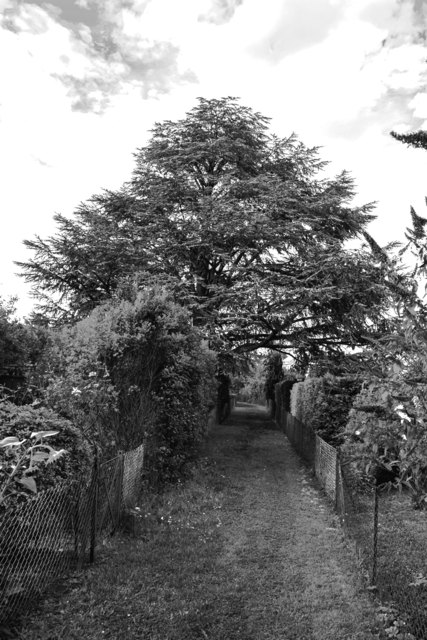 In den Hausgärten der Siedlung Schmelz steht das Naturdenkmal Nr. 544. Dieses ist eine Cedrus atlantica glauca und ist seit 25.4.1972 geschützt. Da diese Silberzeder im mitteleuropäischen Raum nicht beheimatet ist, stellt die genannte Pflanzenart in Österreich eine botanische Seltenheit dar.