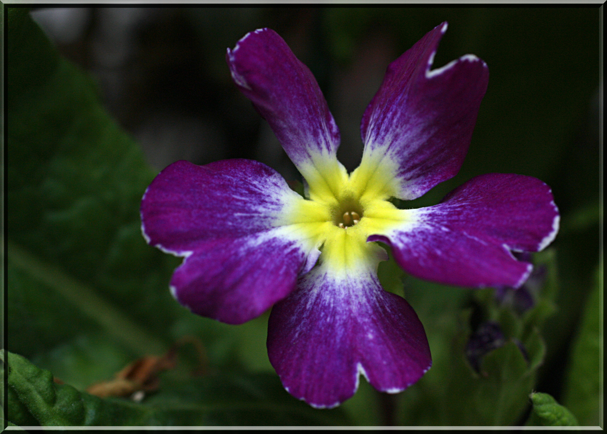 Die erste Primel ist aufgeblüht (**) Flachgau