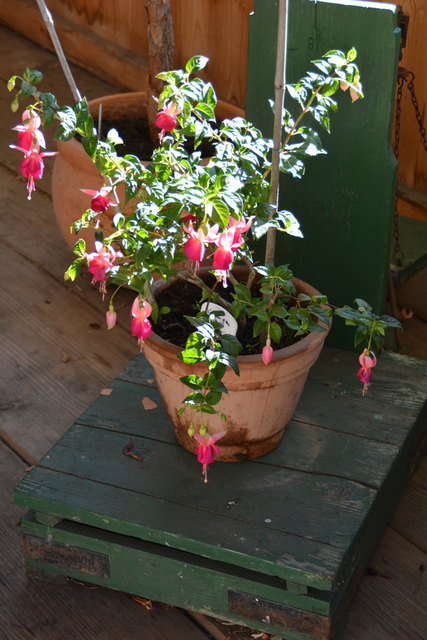 Die Blütenpracht in Manfred Aigners Garten erfreut das Auge des Betrachters.