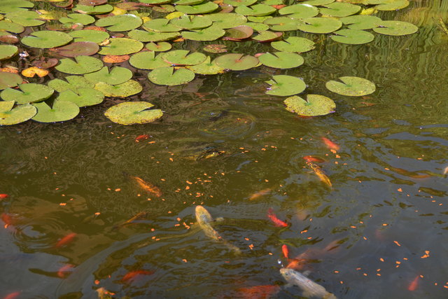Im Teich des Gastgartens tummeln sich viele Goldfische und Wasserschildkröten.