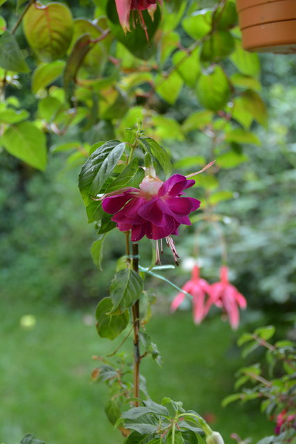 Die Blütenpracht in Manfred Aigners Garten erfreut das Auge des Betrachters.