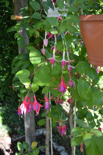 Die Blütenpracht in Manfred Aigners Garten erfreut das Auge des Betrachters.