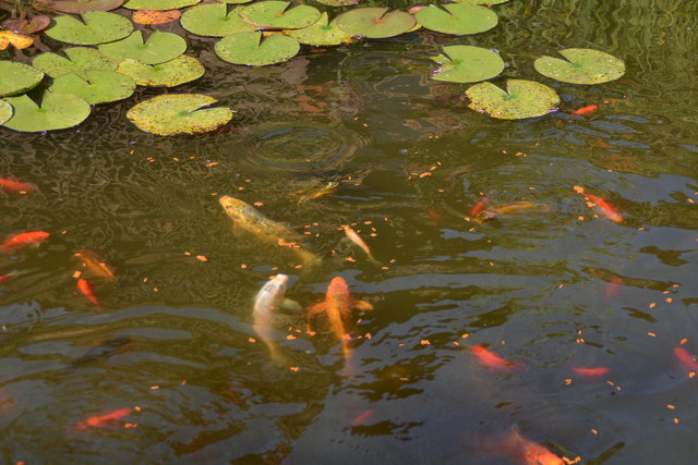 Im Teich des Gastgartens tummeln sich viele Goldfische und Wasserschildkröten.