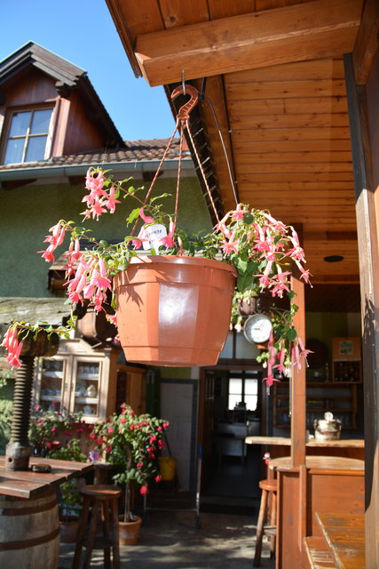 Die Blütenpracht in Manfred Aigners Garten erfreut das Auge des Betrachters.