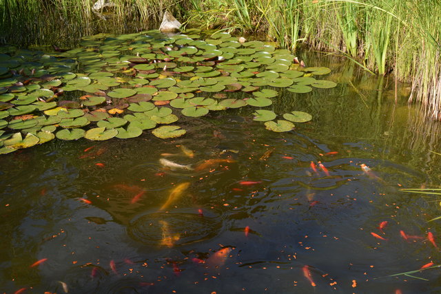 Im Teich des Gastgartens tummeln sich viele Goldfische und Wasserschildkröten.