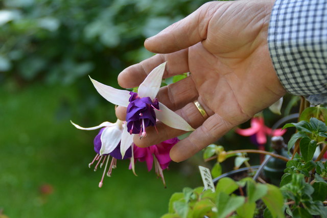 Die Blütenpracht in Manfred Aigners Garten erfreut das Auge des Betrachters.
