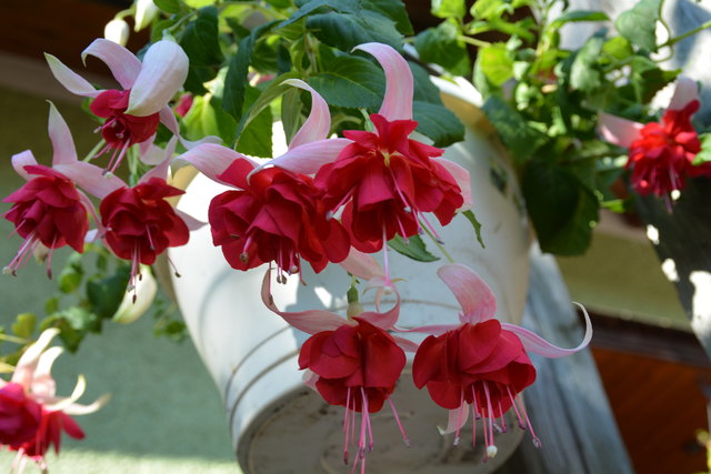 Die Blütenpracht in Manfred Aigners Garten erfreut das Auge des Betrachters.