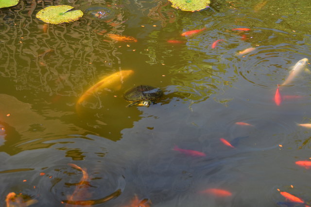 Im Teich des Gastgartens tummeln sich viele Goldfische und Wasserschildkröten.