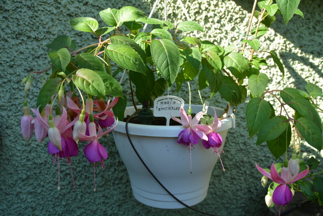 Die Blütenpracht in Manfred Aigners Garten erfreut das Auge des Betrachters.