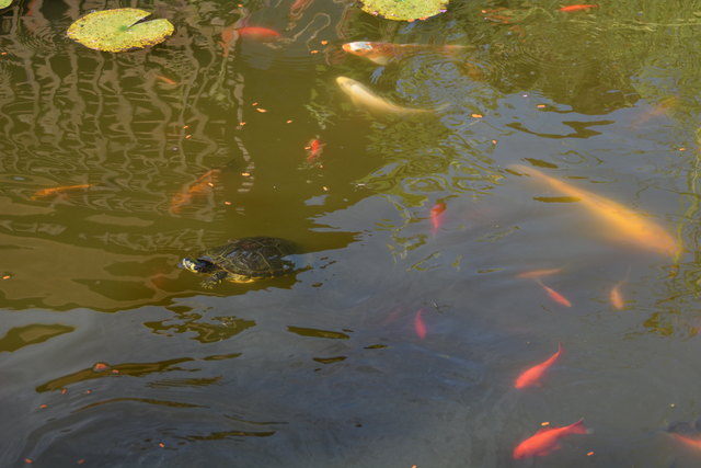Im Teich des Gastgartens tummeln sich viele Goldfische und Wasserschildkröten.