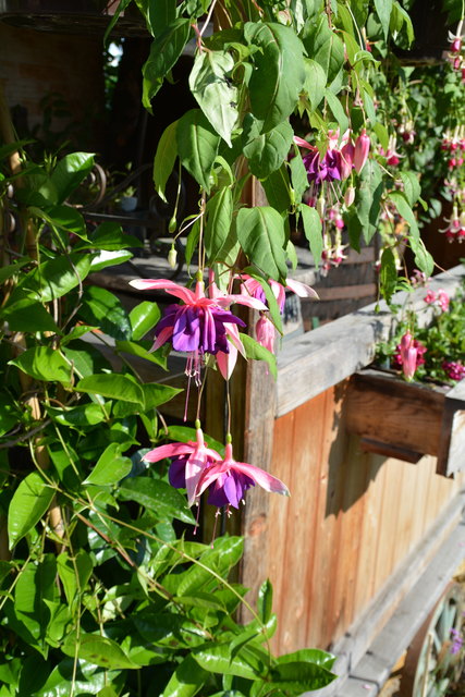 Die Blütenpracht in Manfred Aigners Garten erfreut das Auge des Betrachters.