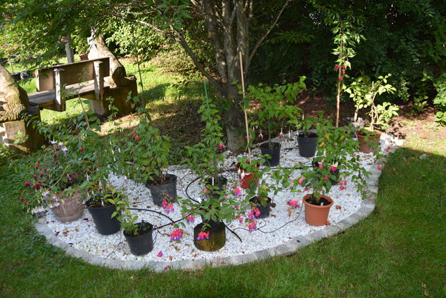 Die Blütenpracht in Manfred Aigners Garten erfreut das Auge des Betrachters.