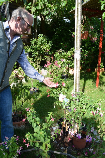 Manfred Aigner ist voll in seinem Element und kümmert sich um seine herrlichen Blumen.