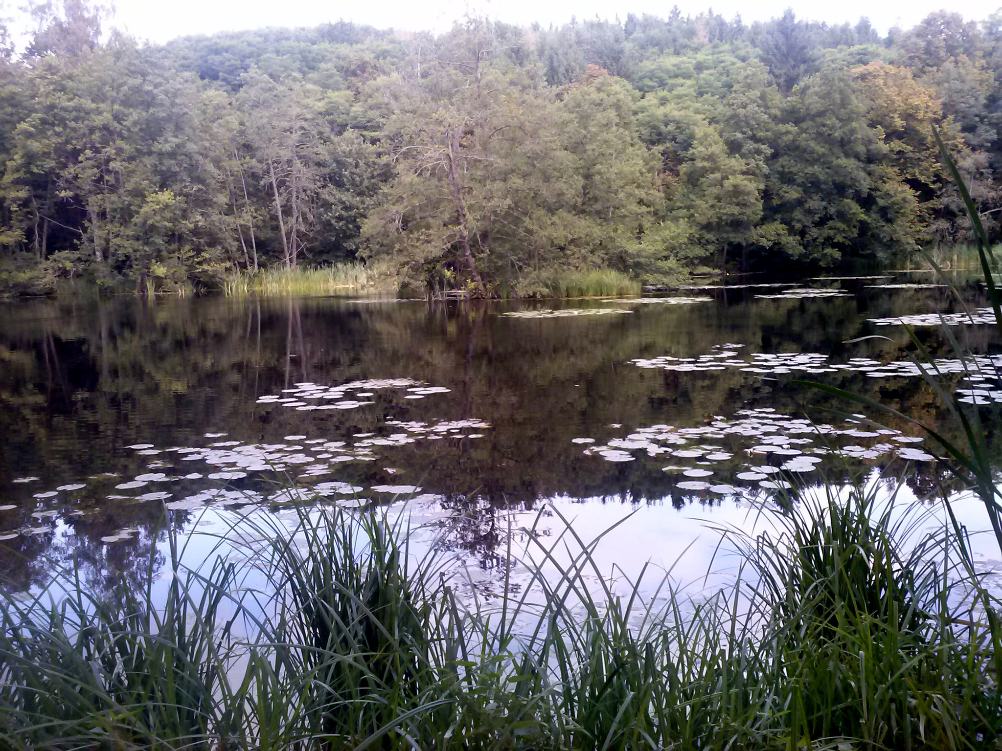 Teich beim Schloss Krastowitz Klagenfurt