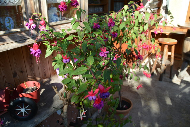 Die Blütenpracht in Manfred Aigners Garten erfreut das Auge des Betrachters.