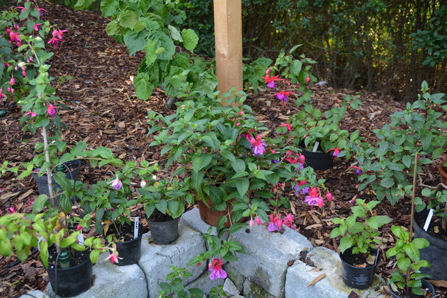 Die Blütenpracht in Manfred Aigners Garten erfreut das Auge des Betrachters.