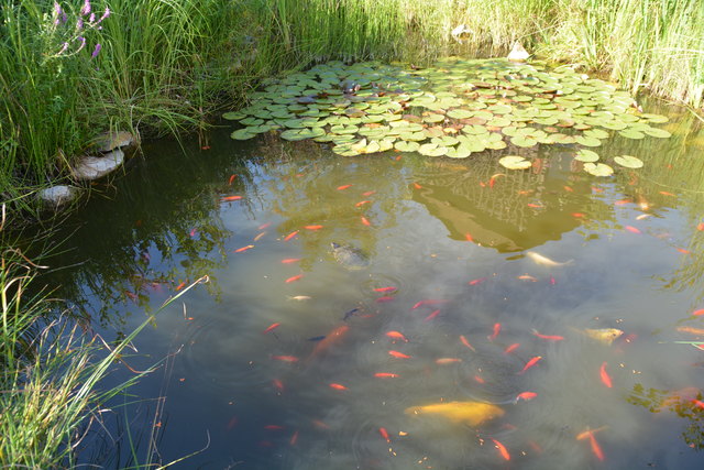 Im Teich des Gastgartens tummeln sich viele Goldfische und Wasserschildkröten.