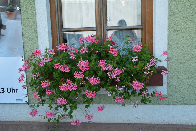 Die Blütenpracht in Manfred Aigners Garten erfreut das Auge des Betrachters.
