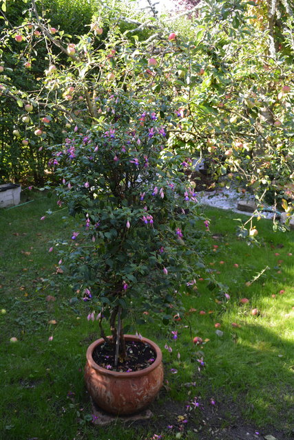 Die Blütenpracht in Manfred Aigners Garten erfreut das Auge des Betrachters.