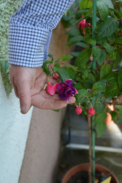 Manfred Aigner ist voll in seinem Element und kümmert sich um seine herrlichen Blumen.