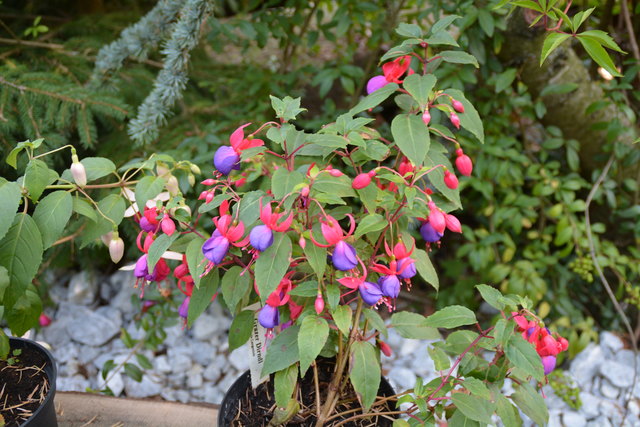 Die Blütenpracht in Manfred Aigners Garten erfreut das Auge des Betrachters.