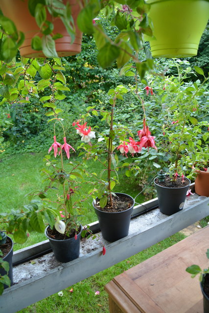 Die Blütenpracht in Manfred Aigners Garten erfreut das Auge des Betrachters.