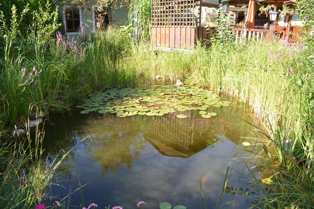 Im Teich des Gastgartens tummeln sich viele Goldfische und Wasserschildkröten.