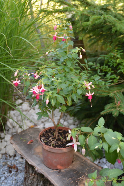 Die Blütenpracht in Manfred Aigners Garten erfreut das Auge des Betrachters.