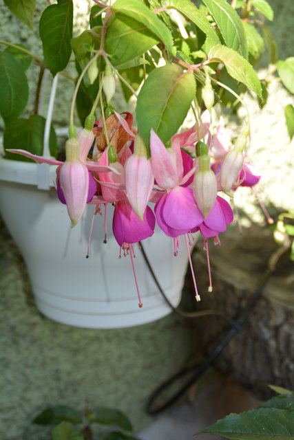 Die Blütenpracht in Manfred Aigners Garten erfreut das Auge des Betrachters.