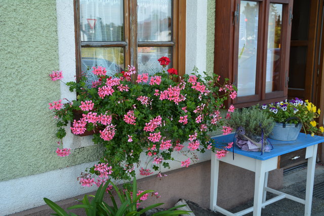 Die Blütenpracht in Manfred Aigners Garten erfreut das Auge des Betrachters.
