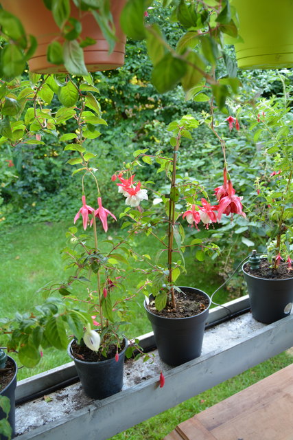 Die Blütenpracht in Manfred Aigners Garten erfreut das Auge des Betrachters.