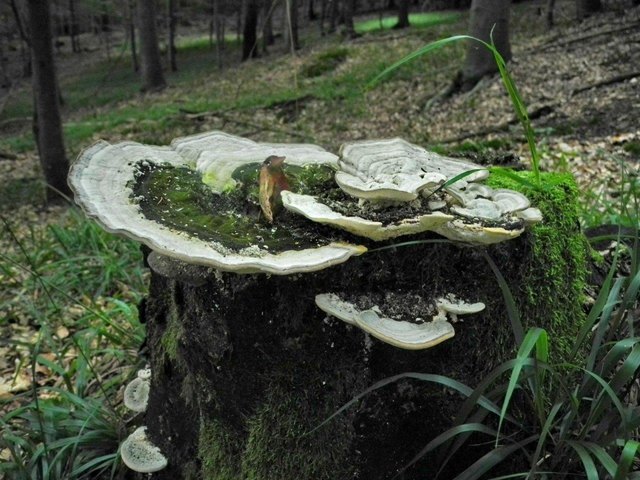 Baumschwämme