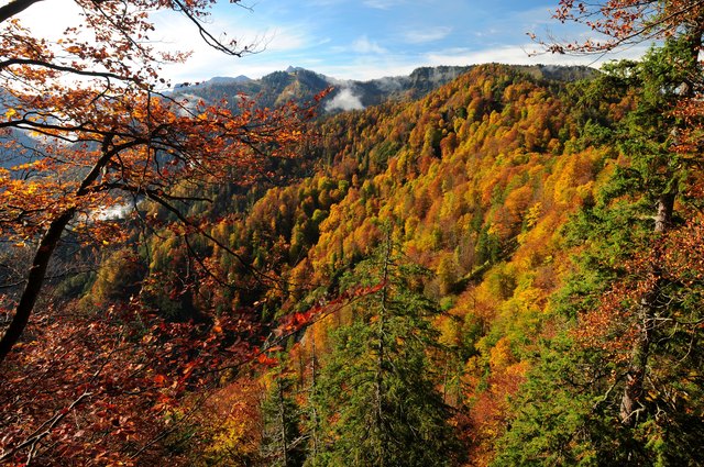 Herbstliches Hintergebirge im Nationalpark Kalkalpen | Foto: Sieghartsleitner
