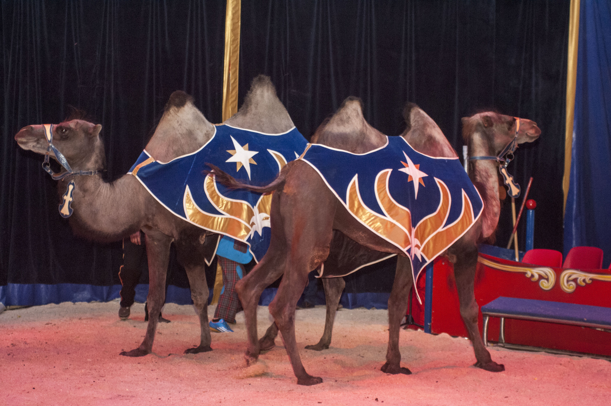 Zirkus Alex Kaiser verlängert seinen Aufenthalt!! Innsbruck