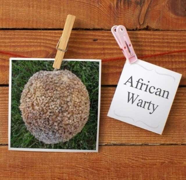 Warzenkürbis. Reiner Zierkürbis, stark gewarzt. Sehenswert fürs Auge.