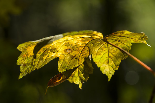 Die ersten Boten des nahenden Herbstes