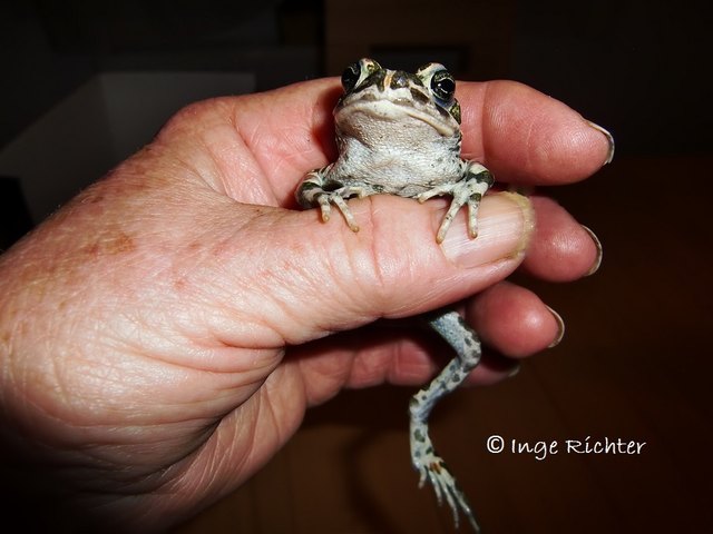 Hallo ich bin die Baxi, ich bin eine Wechselkröte.