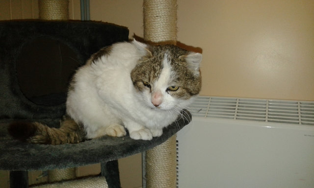 Kater Maui ist über 15 Jahre alt, sehr verschmust und sucht jetzt einen guten Platz. | Foto: Tierheim Reutte