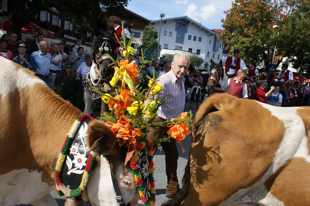 Der Kirchgassbauer inmitten der Kühe