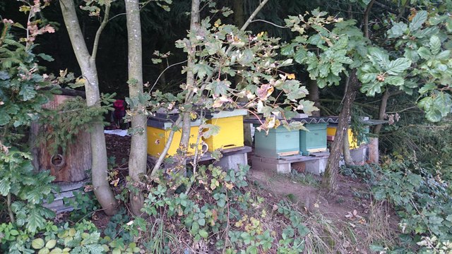 Wandertag des Familienzentrums Dialog mit mehr als einem (Bienen)Erlebnis allein!