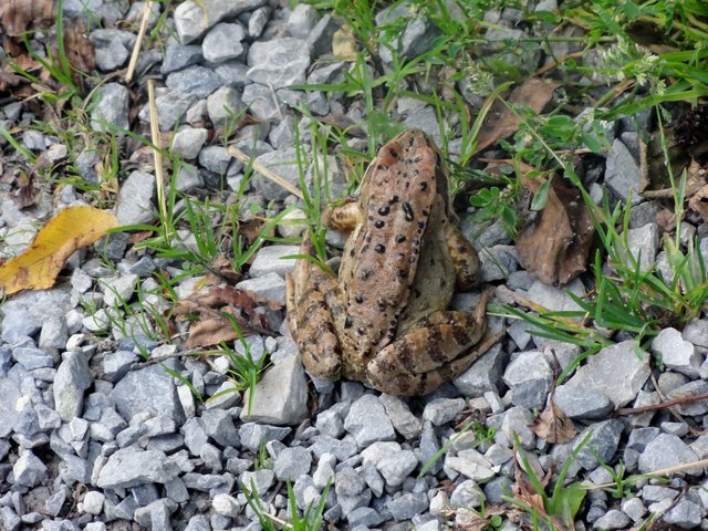 Gleichgefärbt wie die Herbstblätter, hielt er sich wohl für unsichtbar!