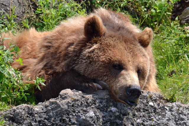 Braunbär (Symbolfoto). | Foto: Norbert Stöckl/ http://www.meinbezirk.at/wien-10-favoriten/magazin/braunbaer-tierpark-hellbrunn-m6956559,1050236.html