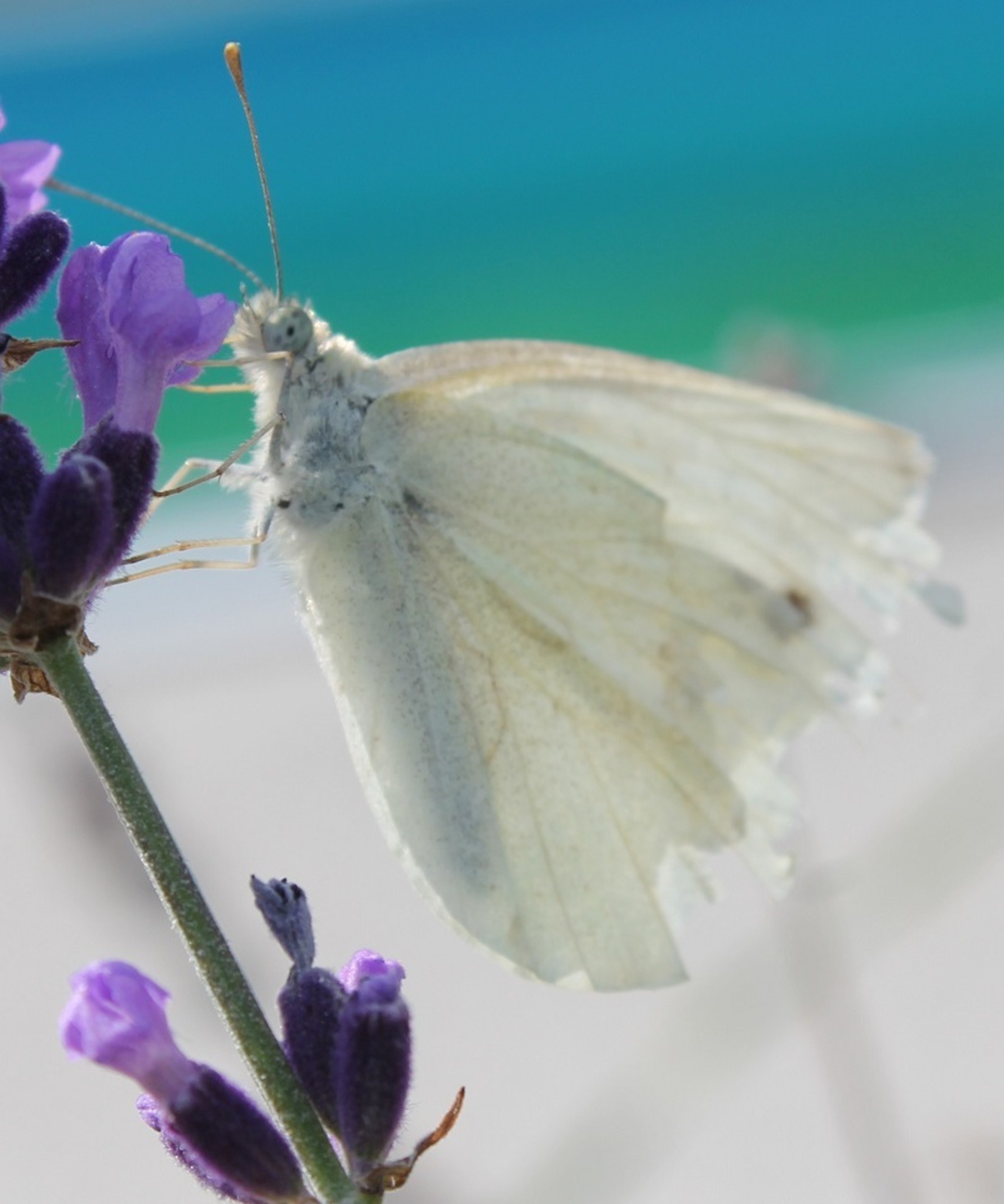 ein wunderschöner schmetterling Pinzgau ein wunderschöner schmetterling Pinzgau