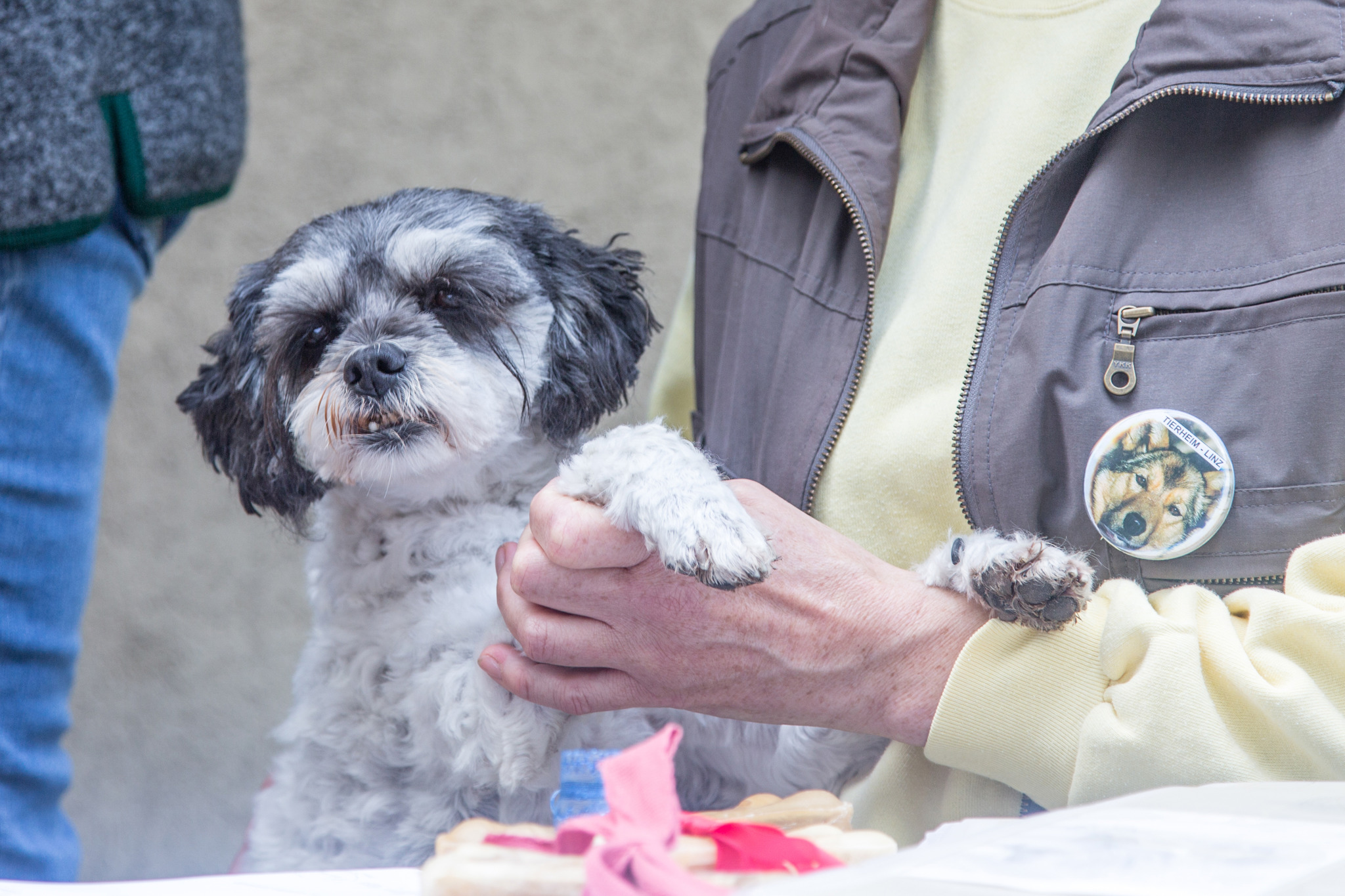 Tag der offenen Tür und Tiersegnung im Tierheim - Linz