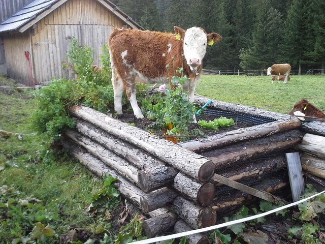 Rinderzucht einmal anders