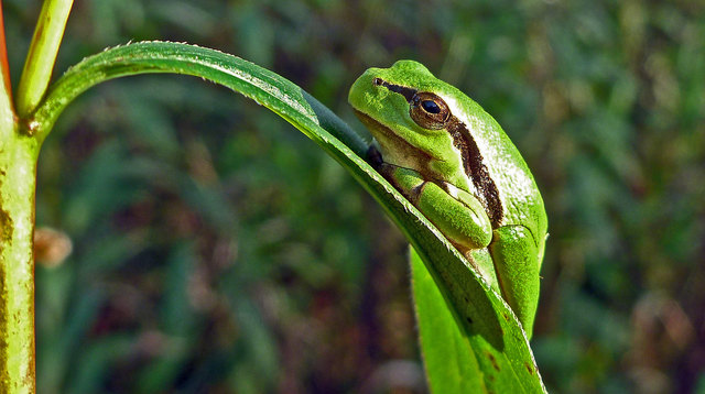 Nicht einmal so groß wie mein Daumennagel ist dieser junge Laubfrosch, den ich auf dem Blatt einer Goldrute in der Salzachau entdeckte.