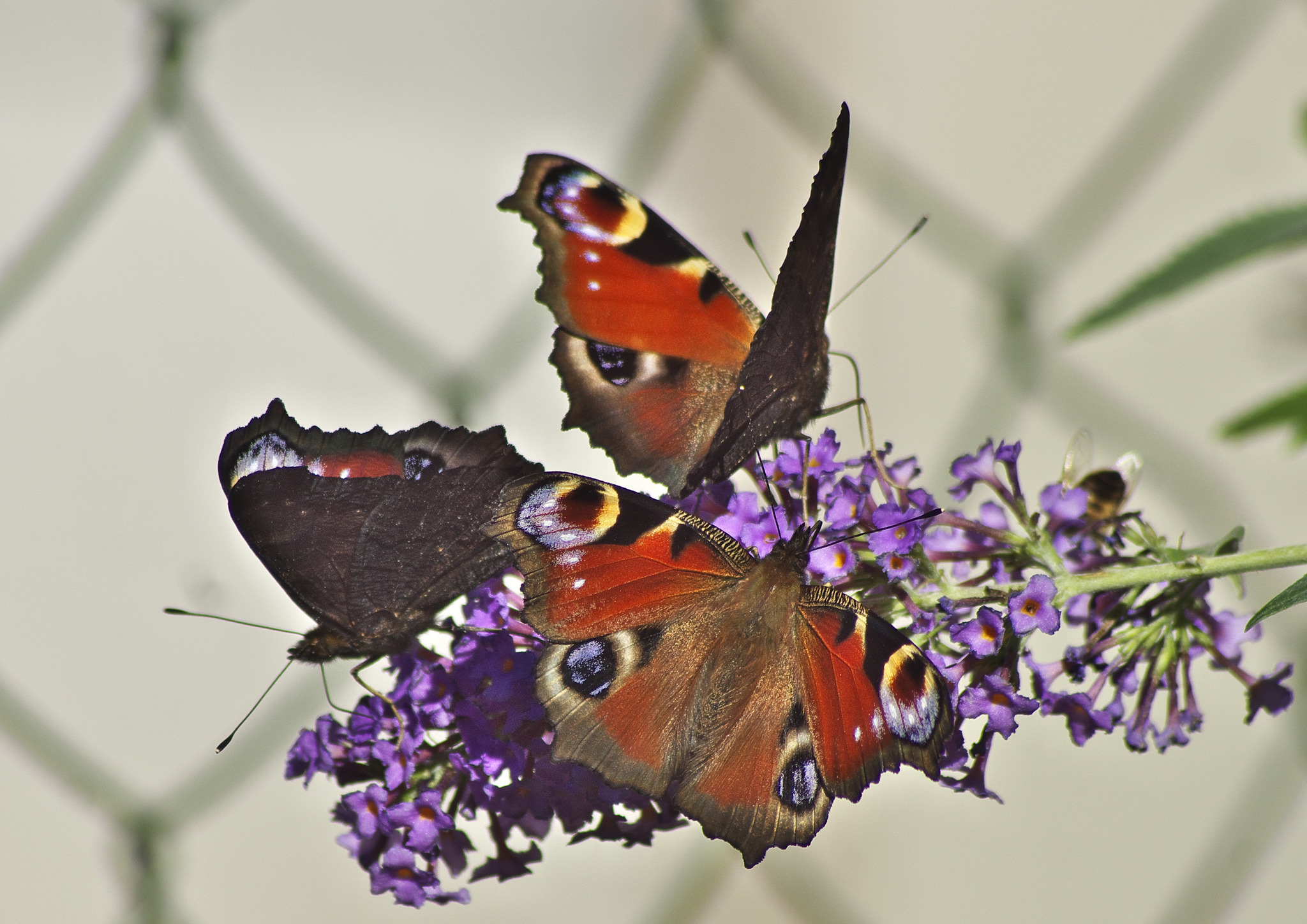 Butterflies can’t see their wings. They can’t see how truly beautiful