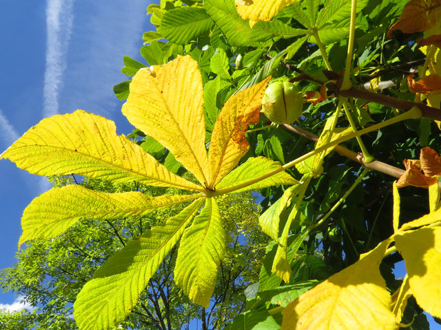 Die Rosskastanie mit Frucht   Bild 1
